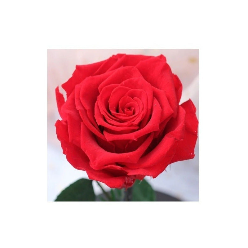 Rosa Eterna Rosas Eternas Rosa Preservada Led San Valentin Rojo Rosa Roja De Madera- Led