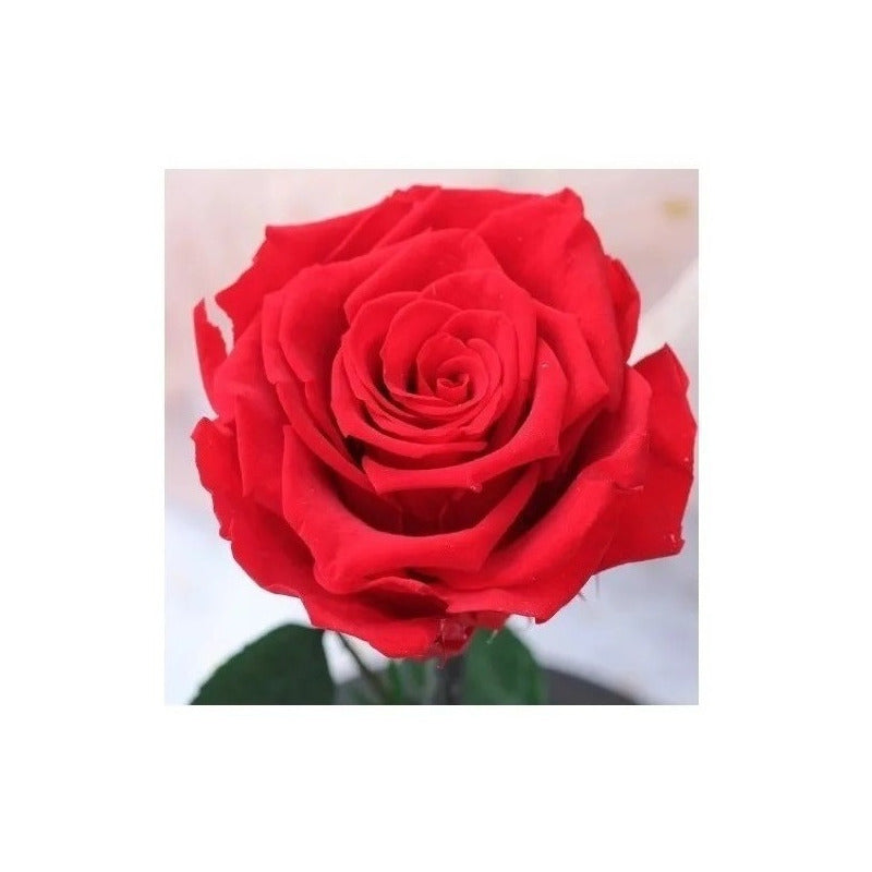 2 Rosas Eternas Rosa Eterna Rosa Preservada Led San Valentin